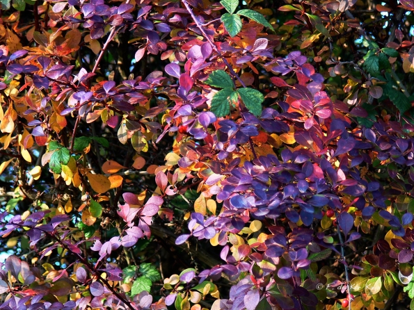 Chant d'automne 2012 (15)